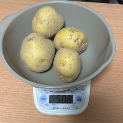 新ジャガキタアカリ500g6月7日収穫 