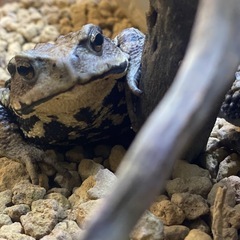 カエルさん交換しませんか？
