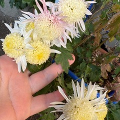 秋菊の画像