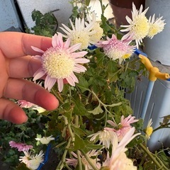 秋菊の画像