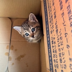 子猫