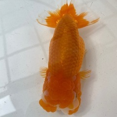 らんちゅう親魚(三歳) 雌　品評会