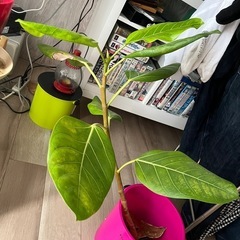 アルテシマ　観葉植物