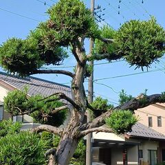 庭木　ラカンマキ