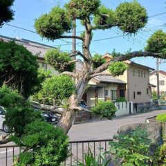 庭木　ラカンマキの画像