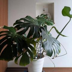 観葉植物　モンステラ