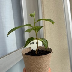柿の苗A（定型文の方お断り）