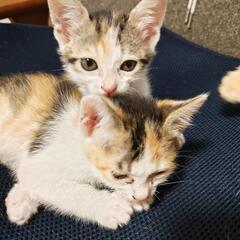 三毛猫ちゃん生後2ヶ月程度募集