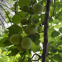 梅摘み、バケツ①杯