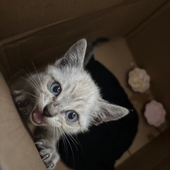 畑にいた猫