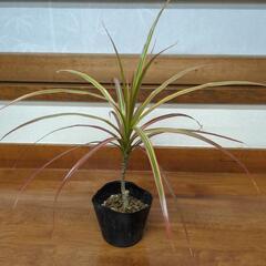 コンシンネ　観葉植物　高さ30センチ