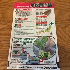 小松菜の種