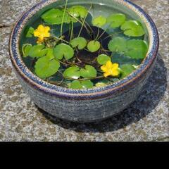 大きめの睡蓮鉢