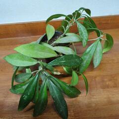 ホヤ🌿　セール品◆観葉植物