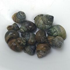 🍀メダカ🍀　タニシ10匹200円
