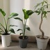 ランキングキーワードに紐づく投稿画像-観葉植物
