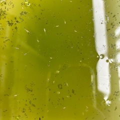 白メダカ針子25-5の画像
