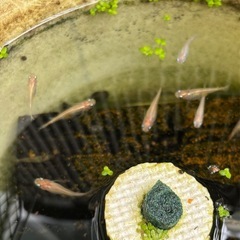 白メダカ針子25-5の画像