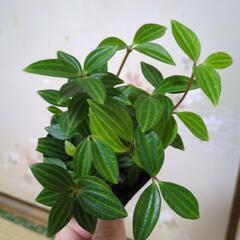 ペペロミア🌿観葉植物　ミニポット
