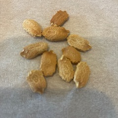 ゴーヤの種　10粒
