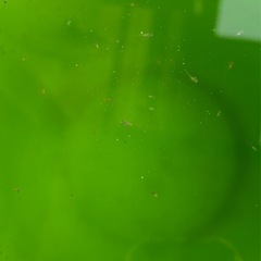 メヒダカ針子25-6の画像