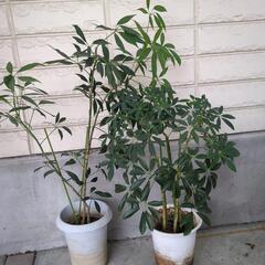 お得✨シェフレラ２点セット　観葉植物