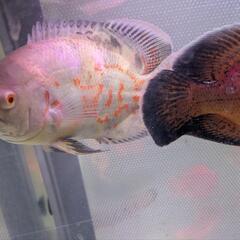アルビノルビーレッドオスカー　熱帯魚の画像