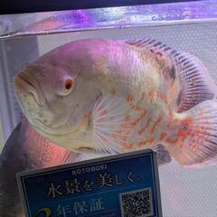 アルビノルビーレッドオスカー　熱帯魚