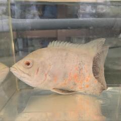アルビノレモンオスカー　熱帯魚