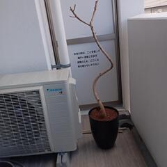 鉢