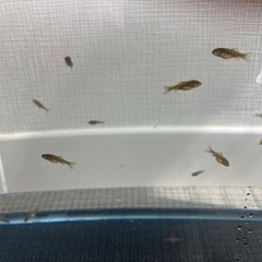 金魚　稚魚お譲りします