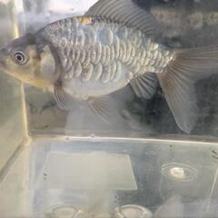ドラゴンスケール青文金　　金魚
