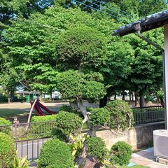 庭木　ツゲ