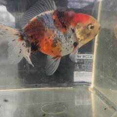ドラゴンスケール東錦　金魚