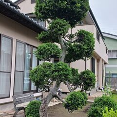 庭木　ツゲの画像