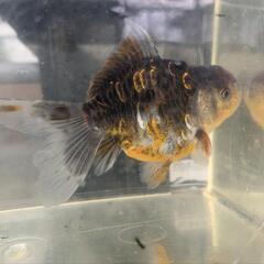 ドラゴンスケール東錦　金魚