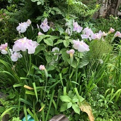 花鉢の画像
