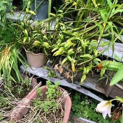 花鉢の画像