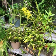 花鉢の画像