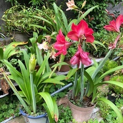 花鉢の画像