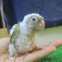 ウロコインコ　パイナップル　雛