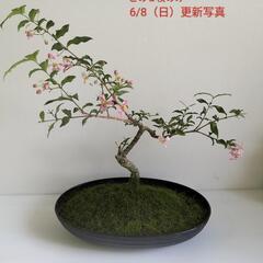 🌿姫アセロラ観賞用/本物コケ/盆栽/観葉植物