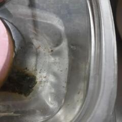 めだか　6/6生まれ🐡　針子