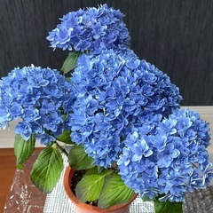 植物
