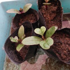ツルムラサキの苗