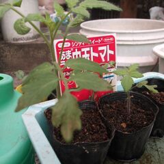 中玉トマト