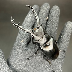 【本日お渡し可能】ギラファノコギリクワガタ　83mm　♂単品