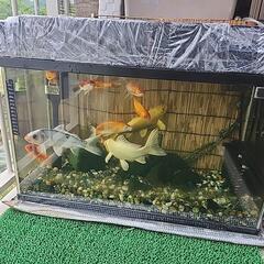 鯉と金魚