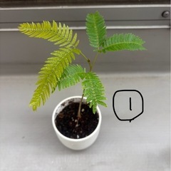 実生　エバーフレッシュ 