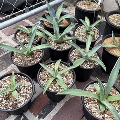アガベ　アメリカーナ　植物　ロックガーデン　ユッカ　ロックガーデン
